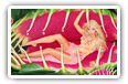 Shakira wide wallpapers and HD wallpapers desktop